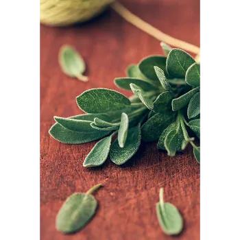 Natural Dry Stevia Leaf